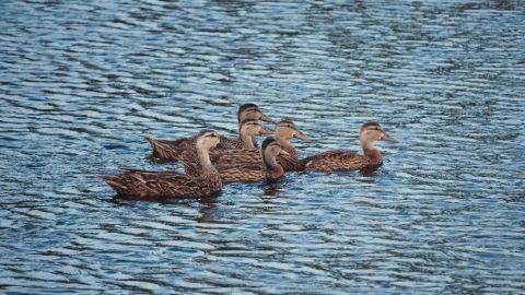 非常冷的蓝色氛围