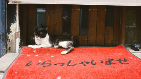 柯达 Portra 400 UC 4 ++