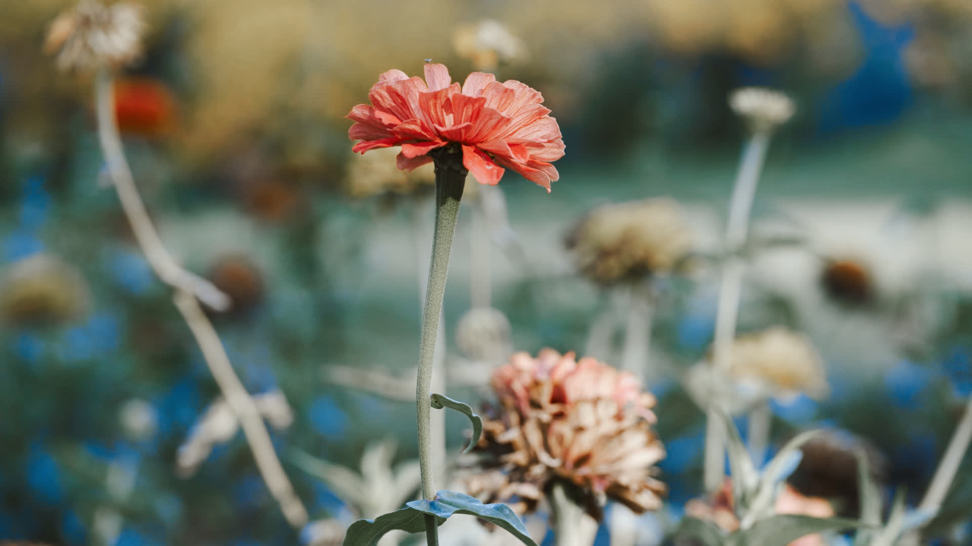 应用 LUT 后预览