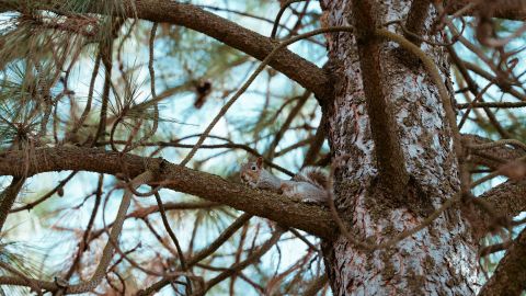 明亮的电影效果 带有经典电影印刷色彩