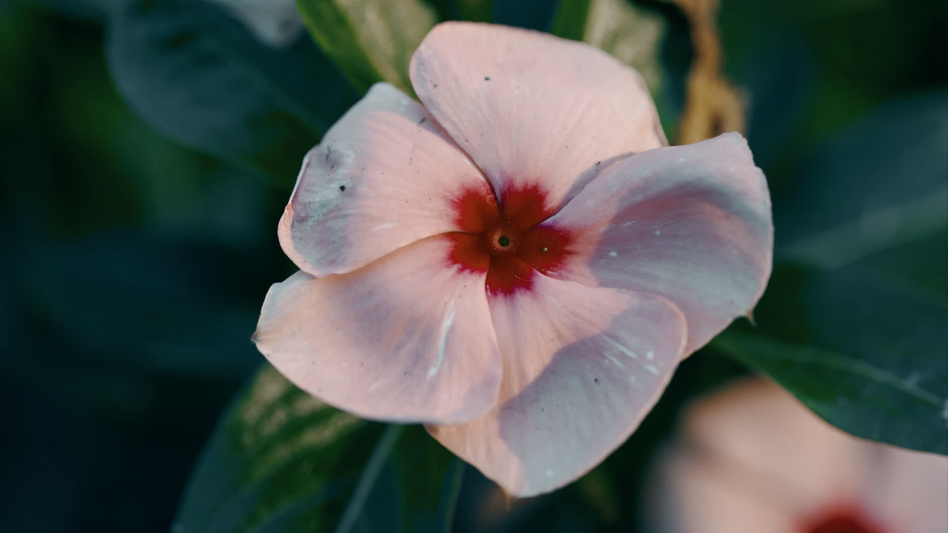 应用 LUT 后预览