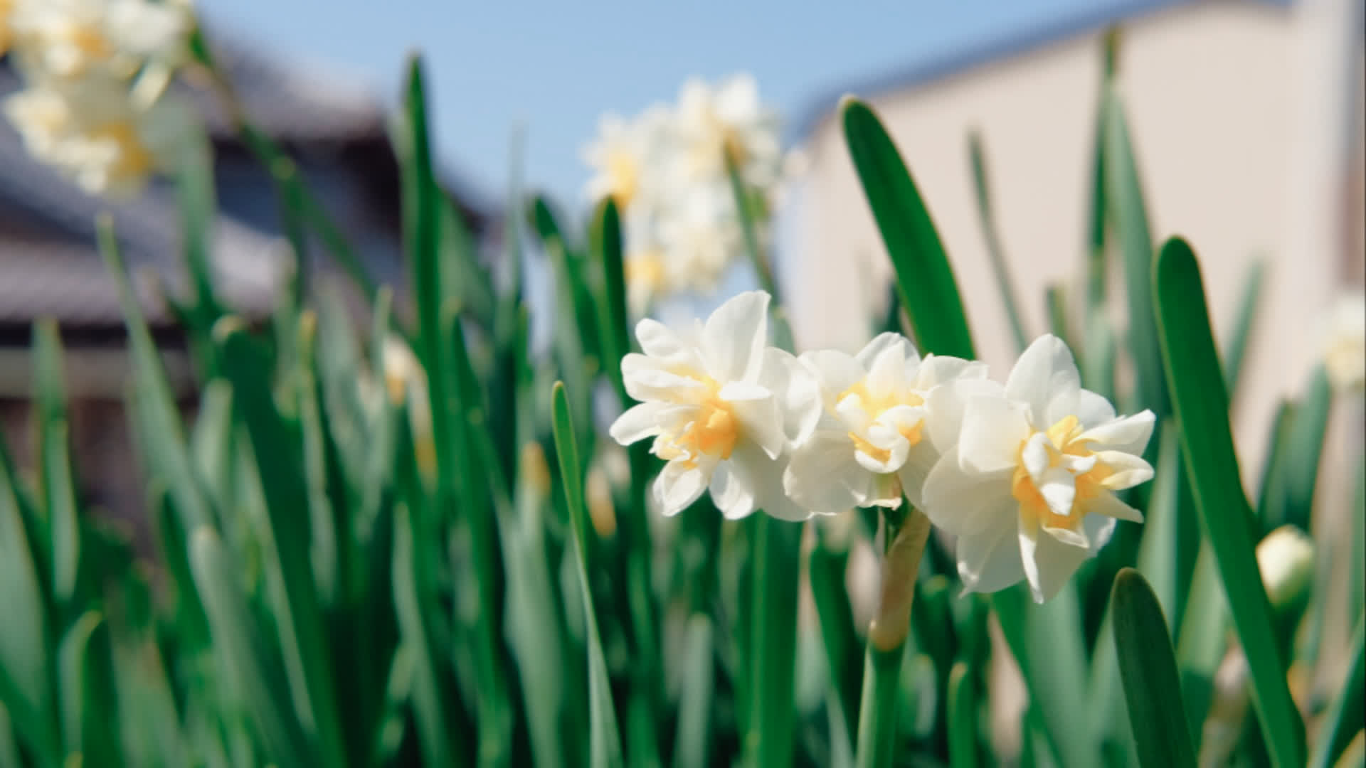 应用 LUT 后预览