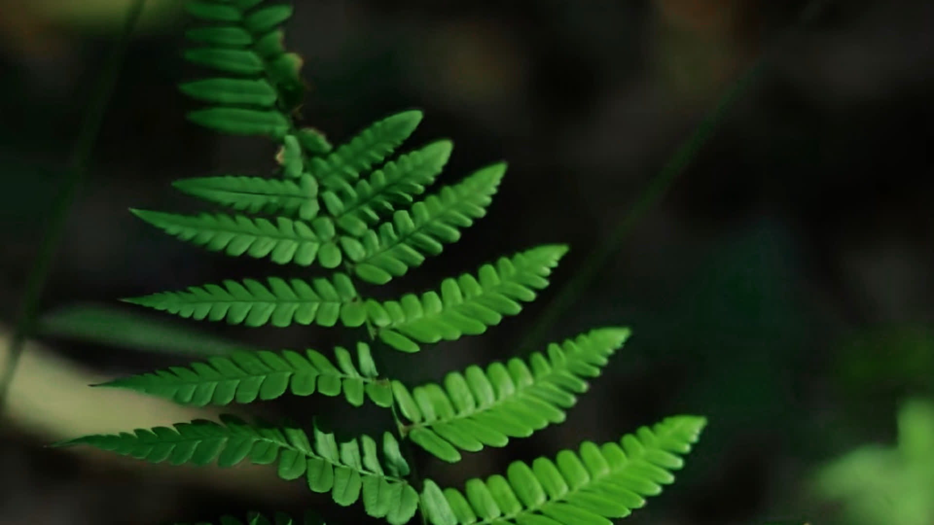 应用 LUT 后预览