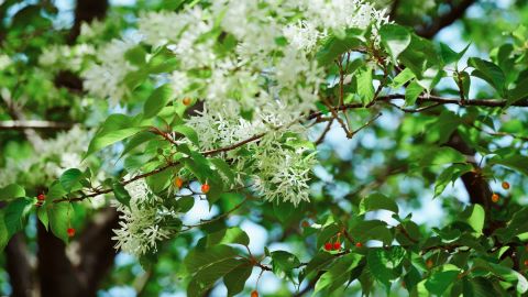 富士花卉Premium 400 contrast