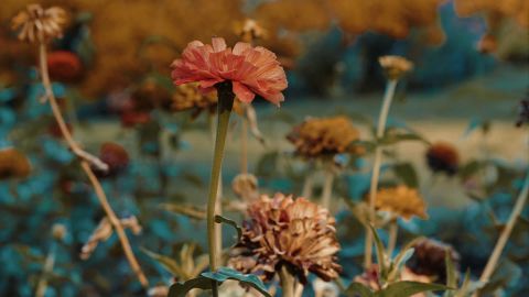 对比度强的电影式红色血腥色调