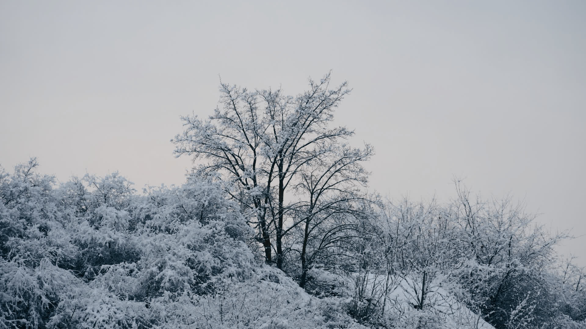 应用 LUT 后预览