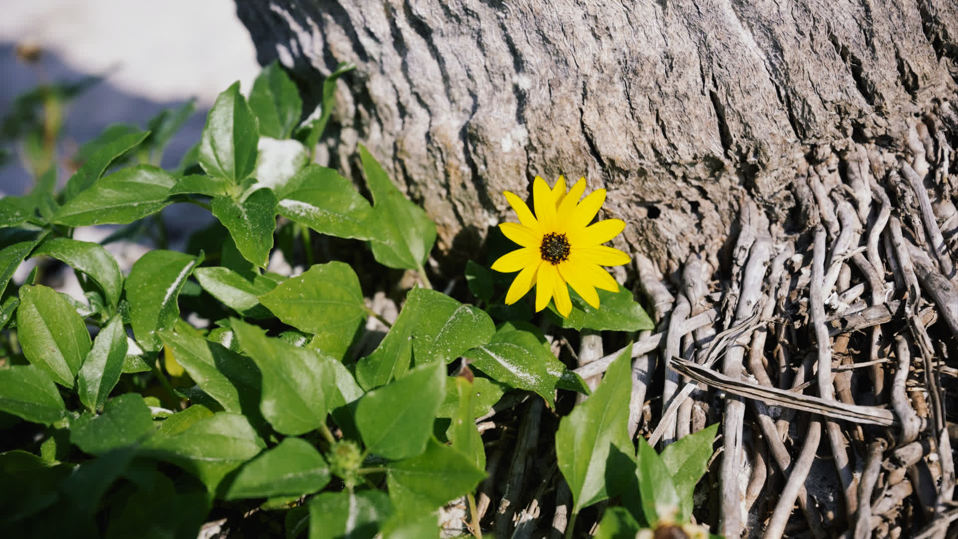 应用 LUT 后预览