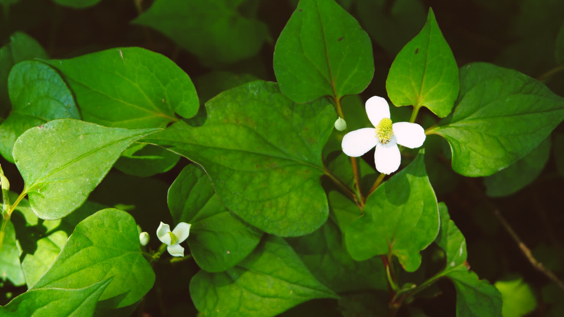 应用 LUT 后预览