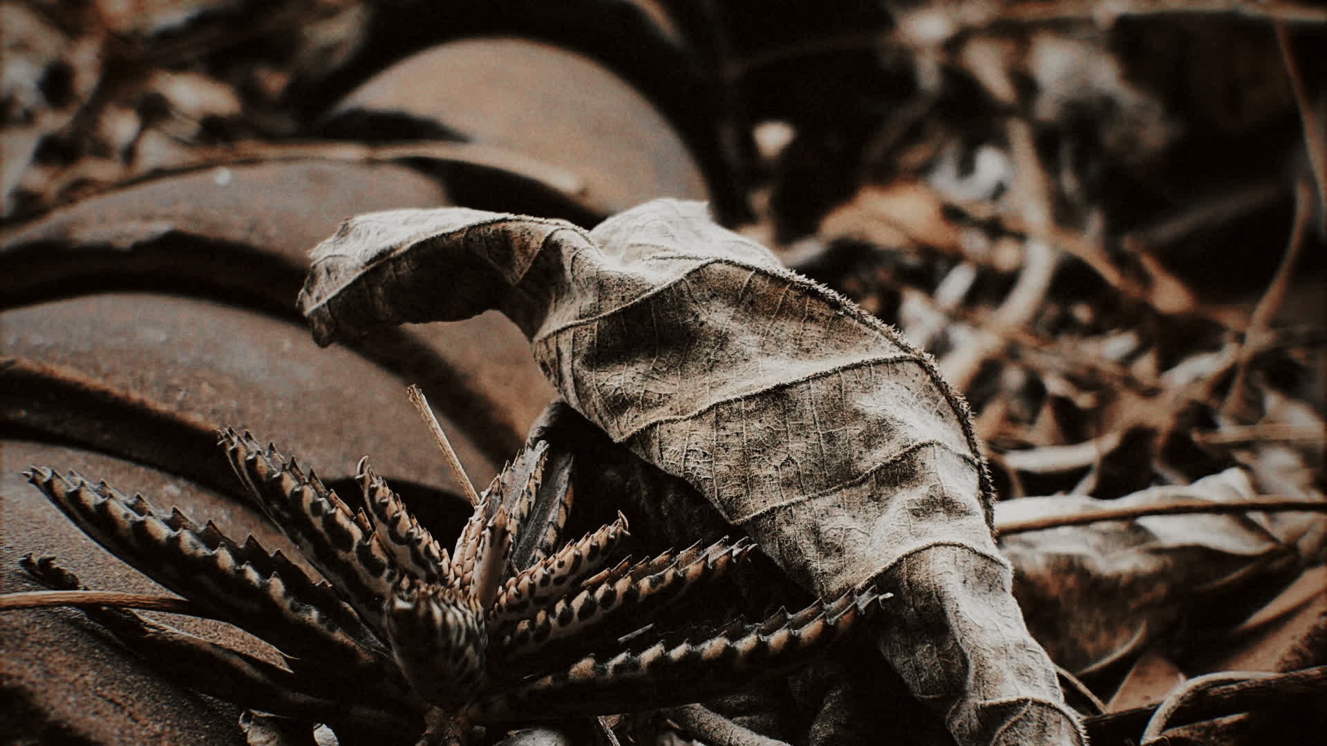 应用 LUT 后预览