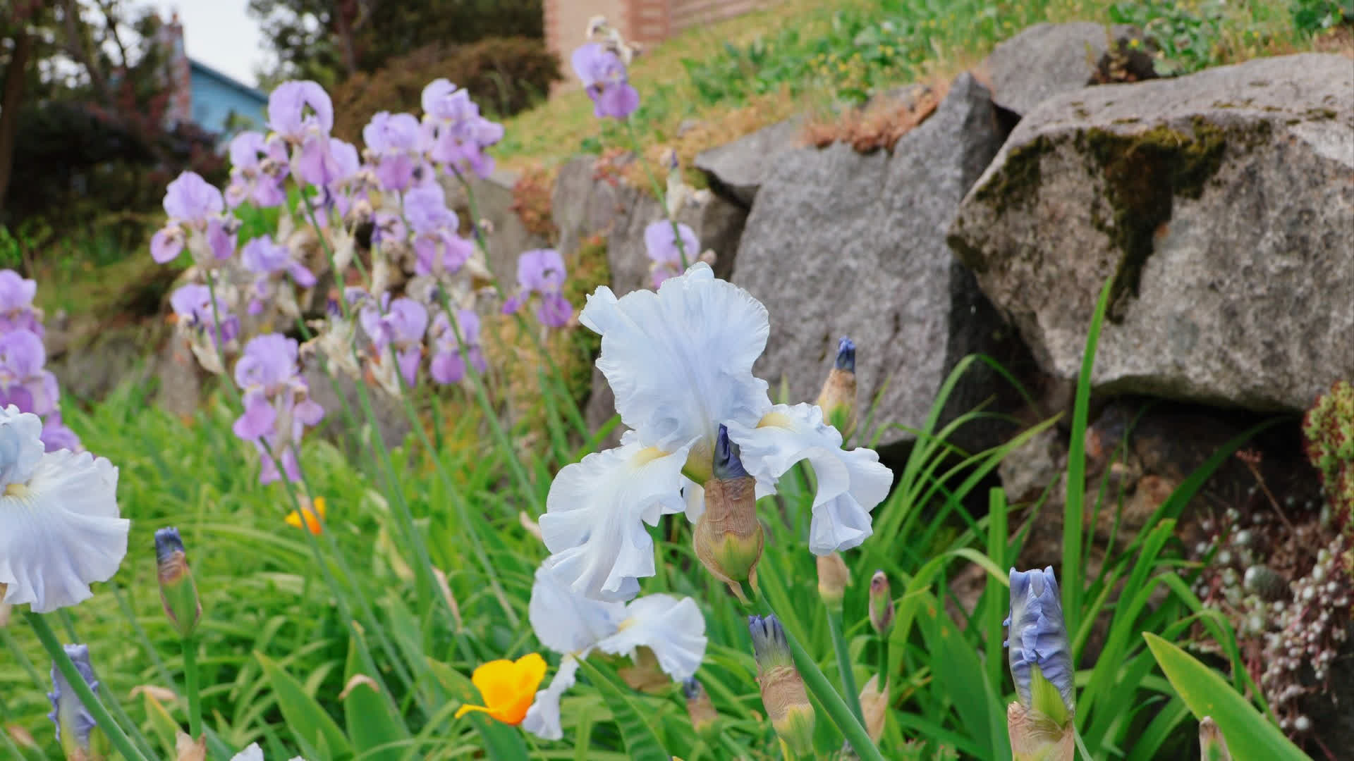 应用 LUT 后预览