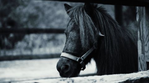 带有一丝蓝色的黑白
