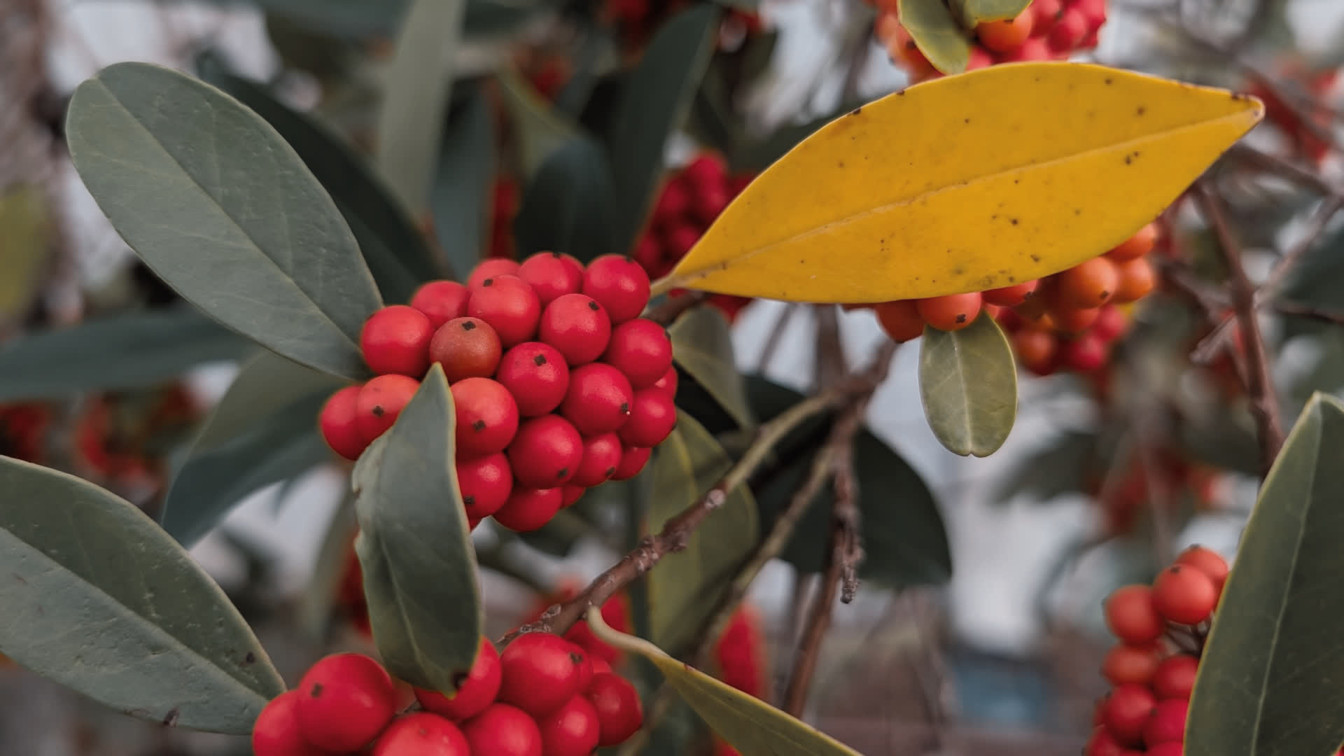 应用 LUT 后预览