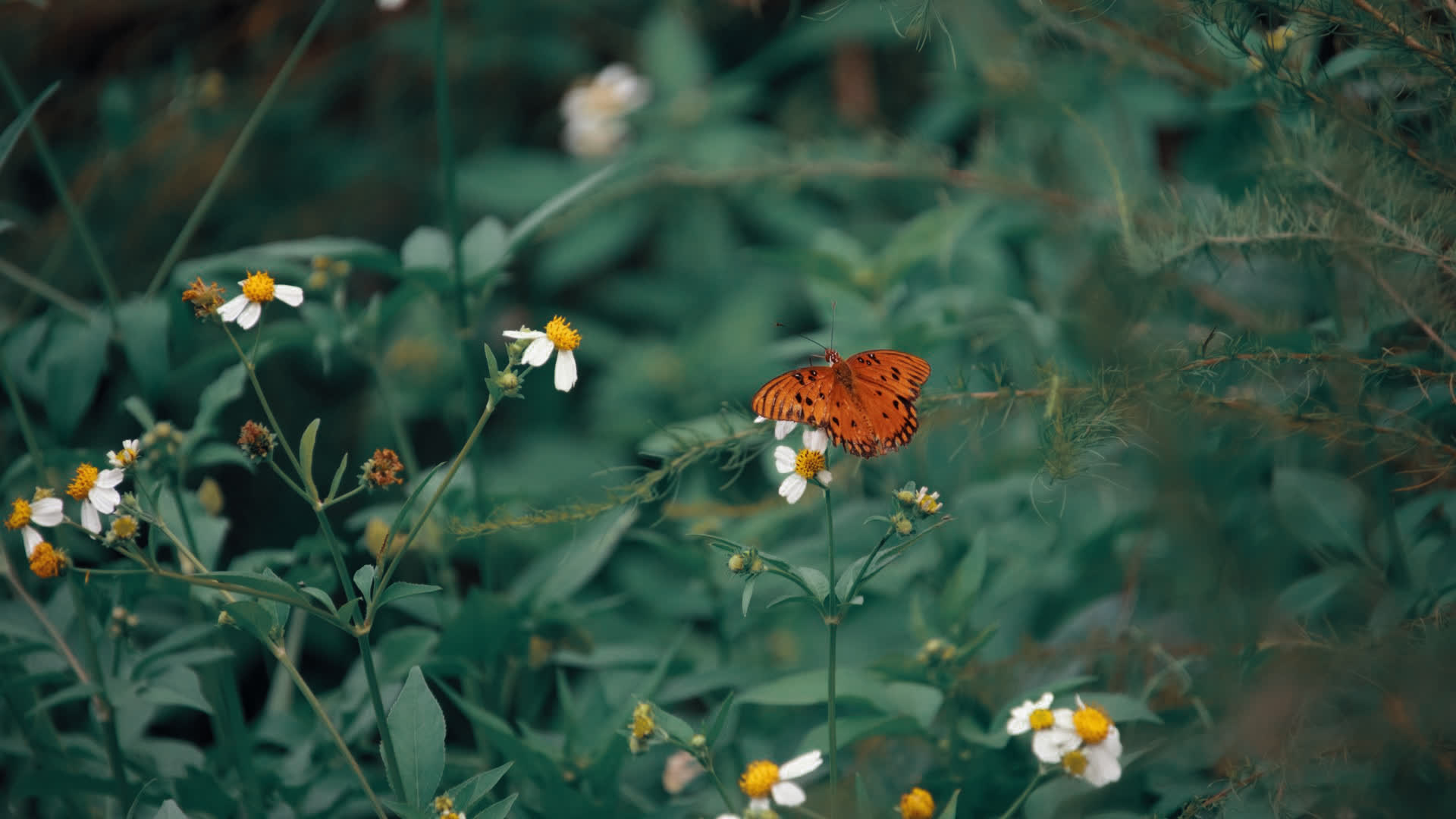 应用 LUT 后预览