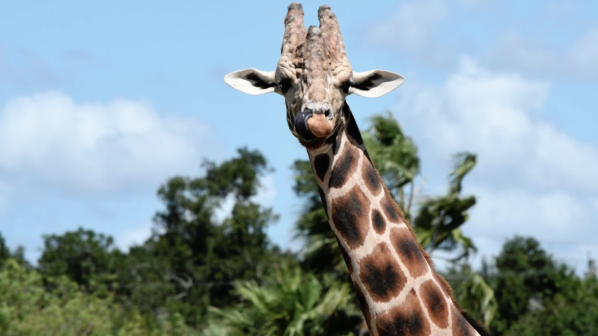 应用 LUT 后预览