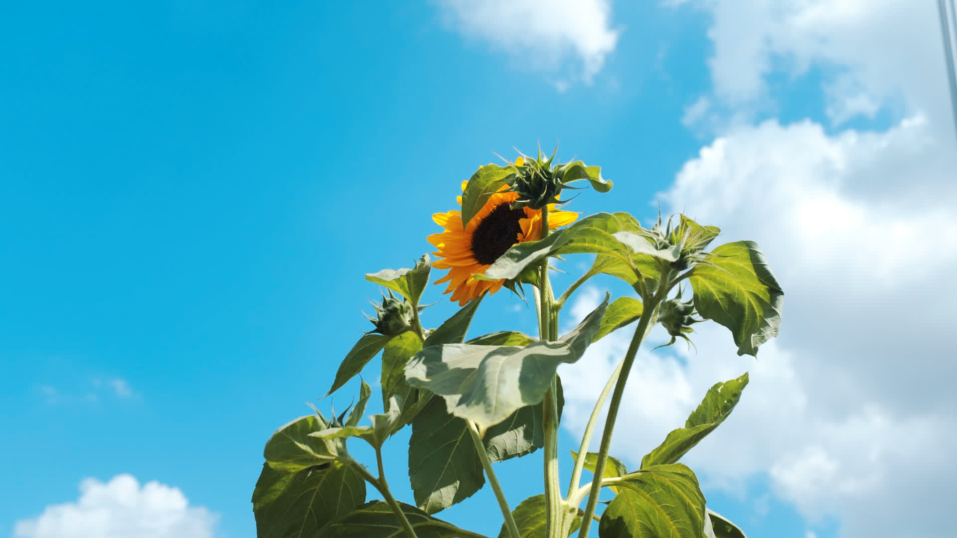 应用 LUT 后预览