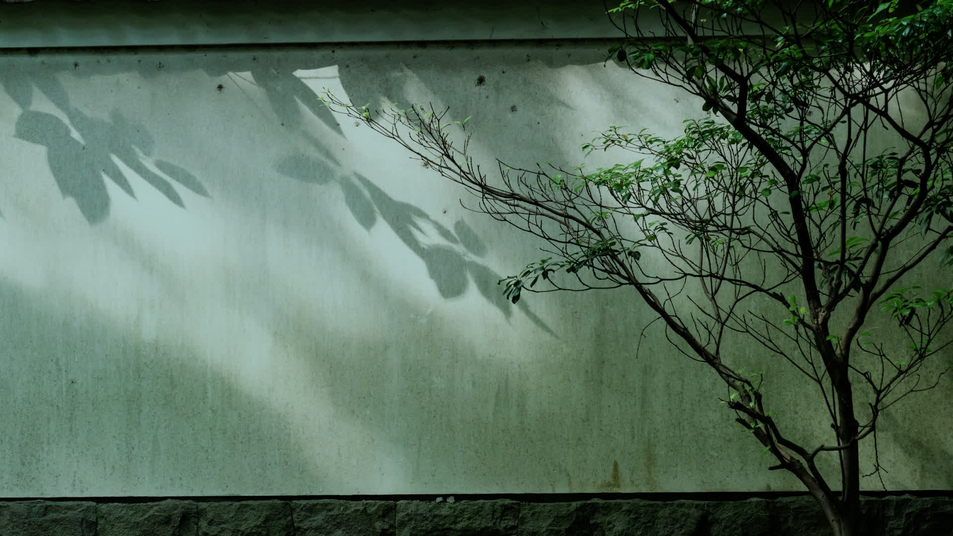 应用 LUT 后预览