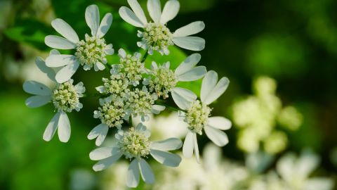 富士花卉Premium 400 warm