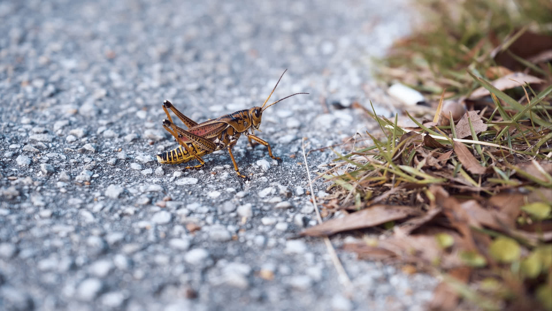 应用 LUT 后预览