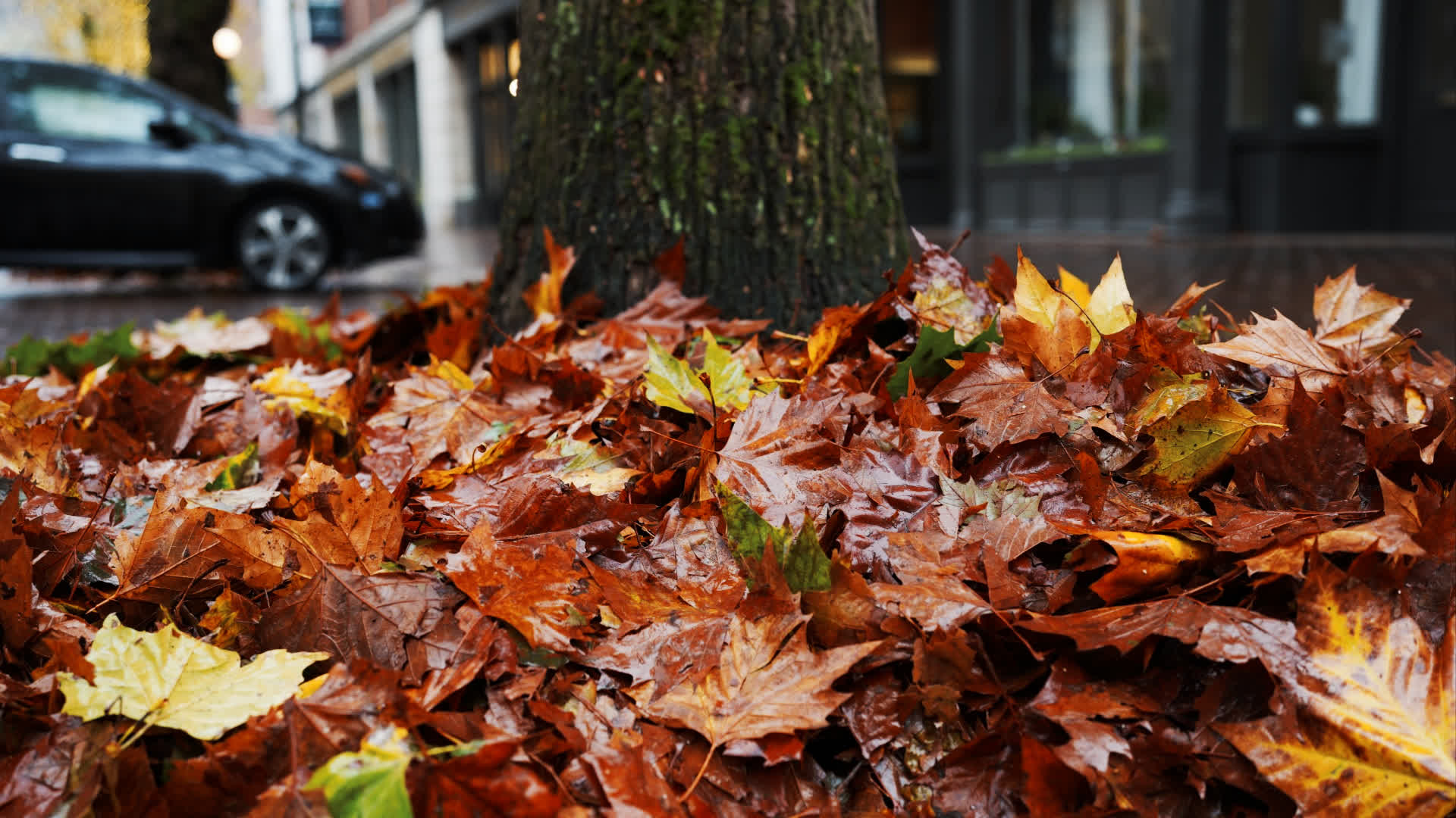 应用 LUT 后预览