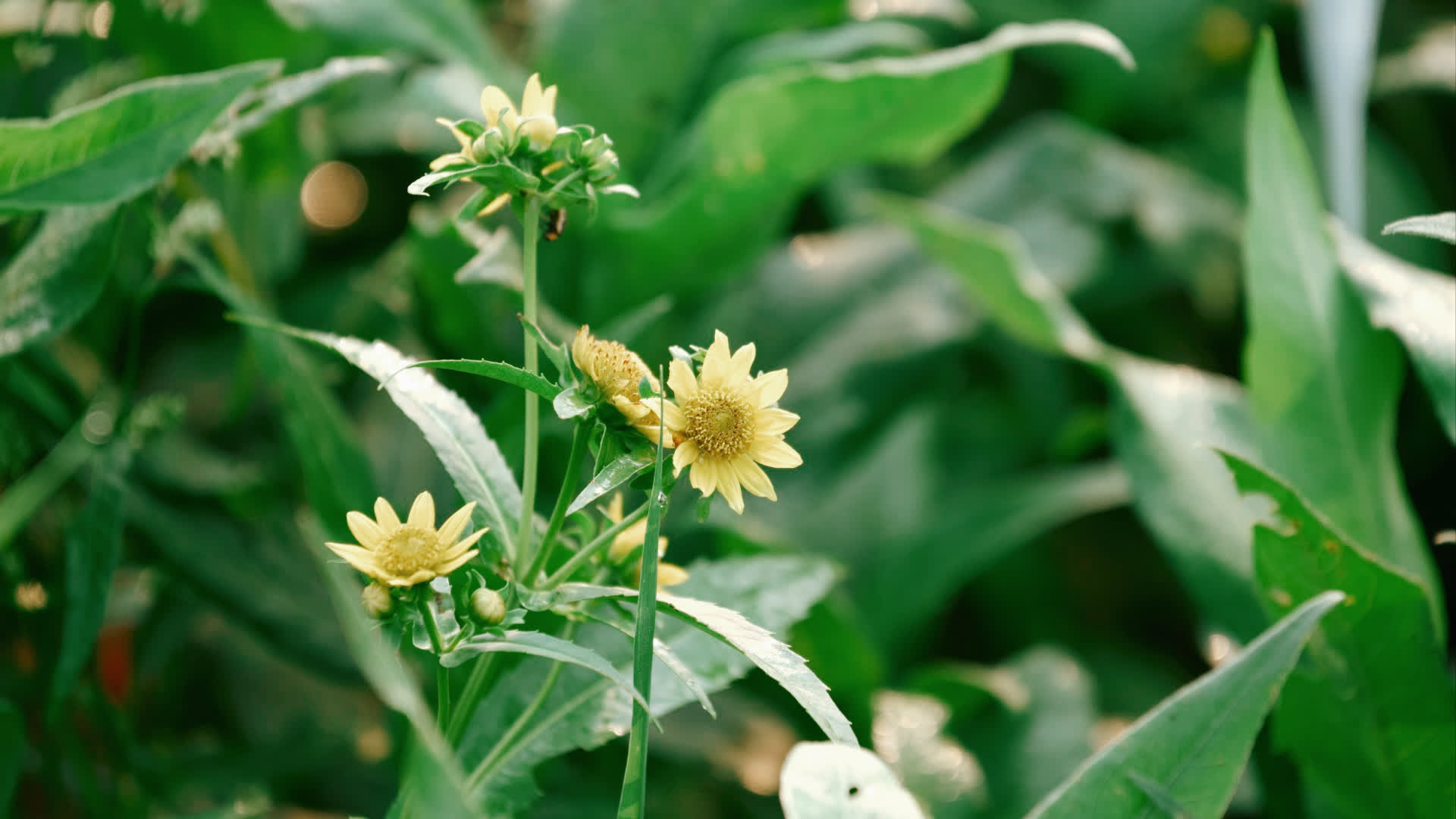 应用 LUT 后预览