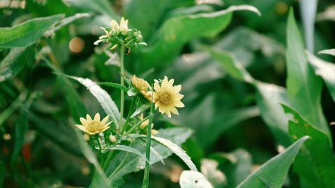 经典电影外观的鲜艳绿色