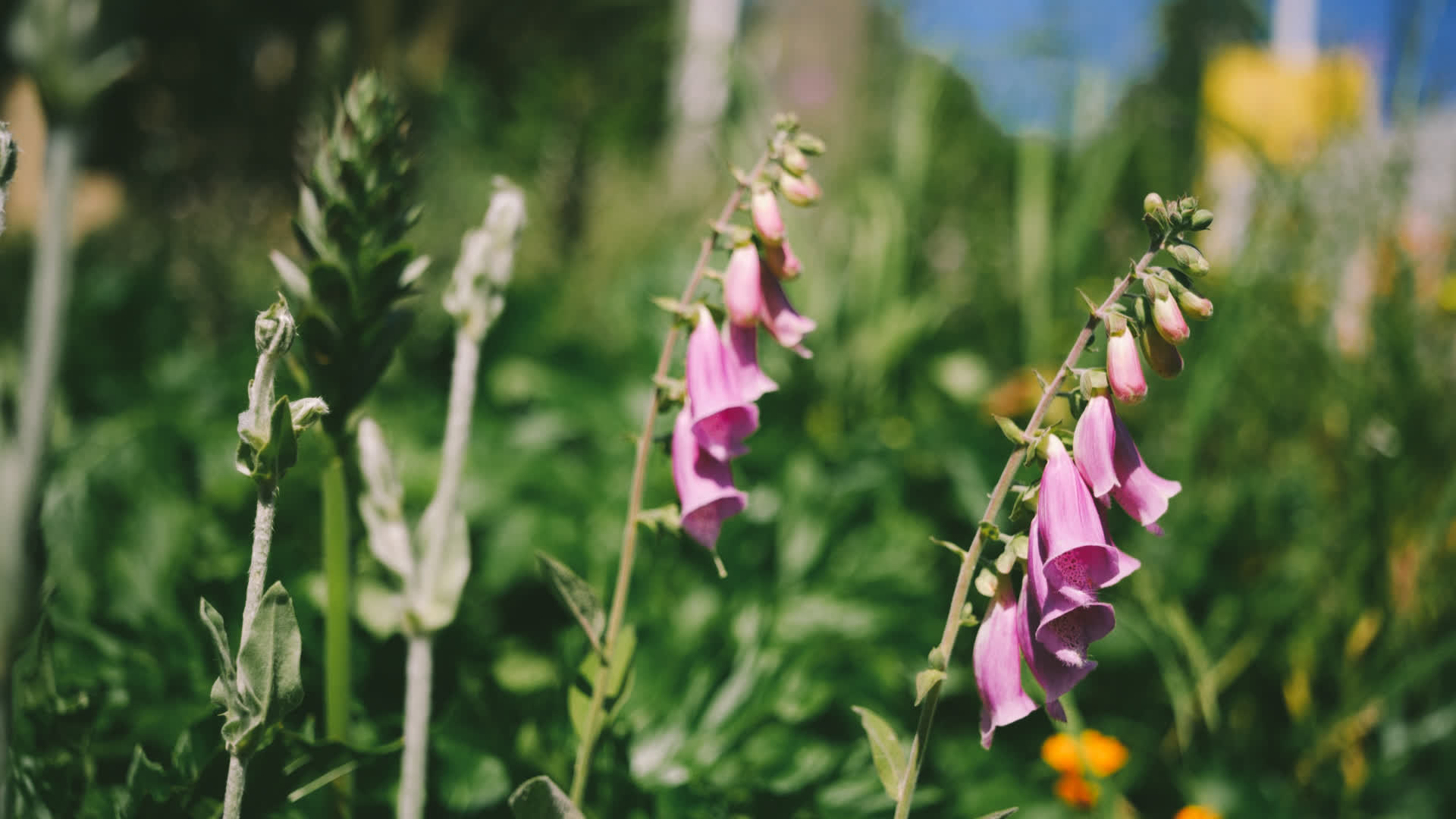 应用 LUT 后预览