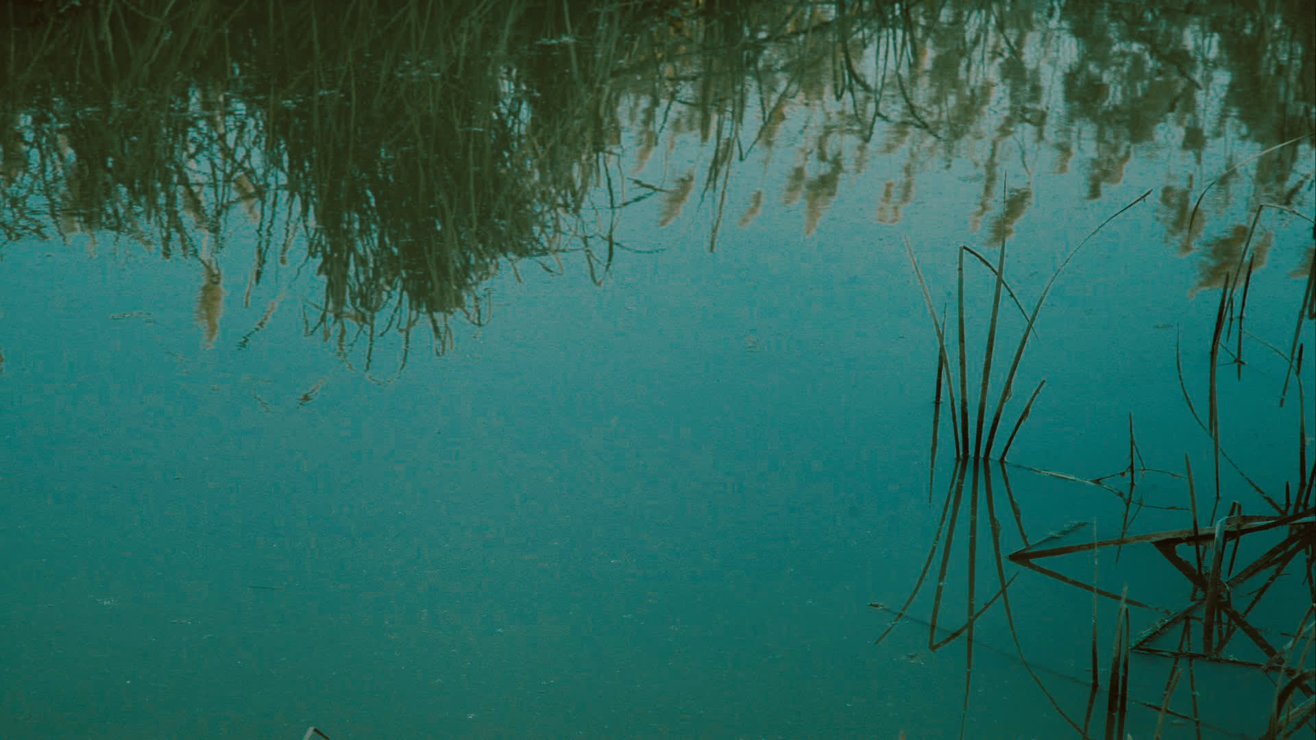 应用 LUT 后预览