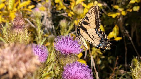 极黄极橙 清新明亮 适用于惊悚电影
