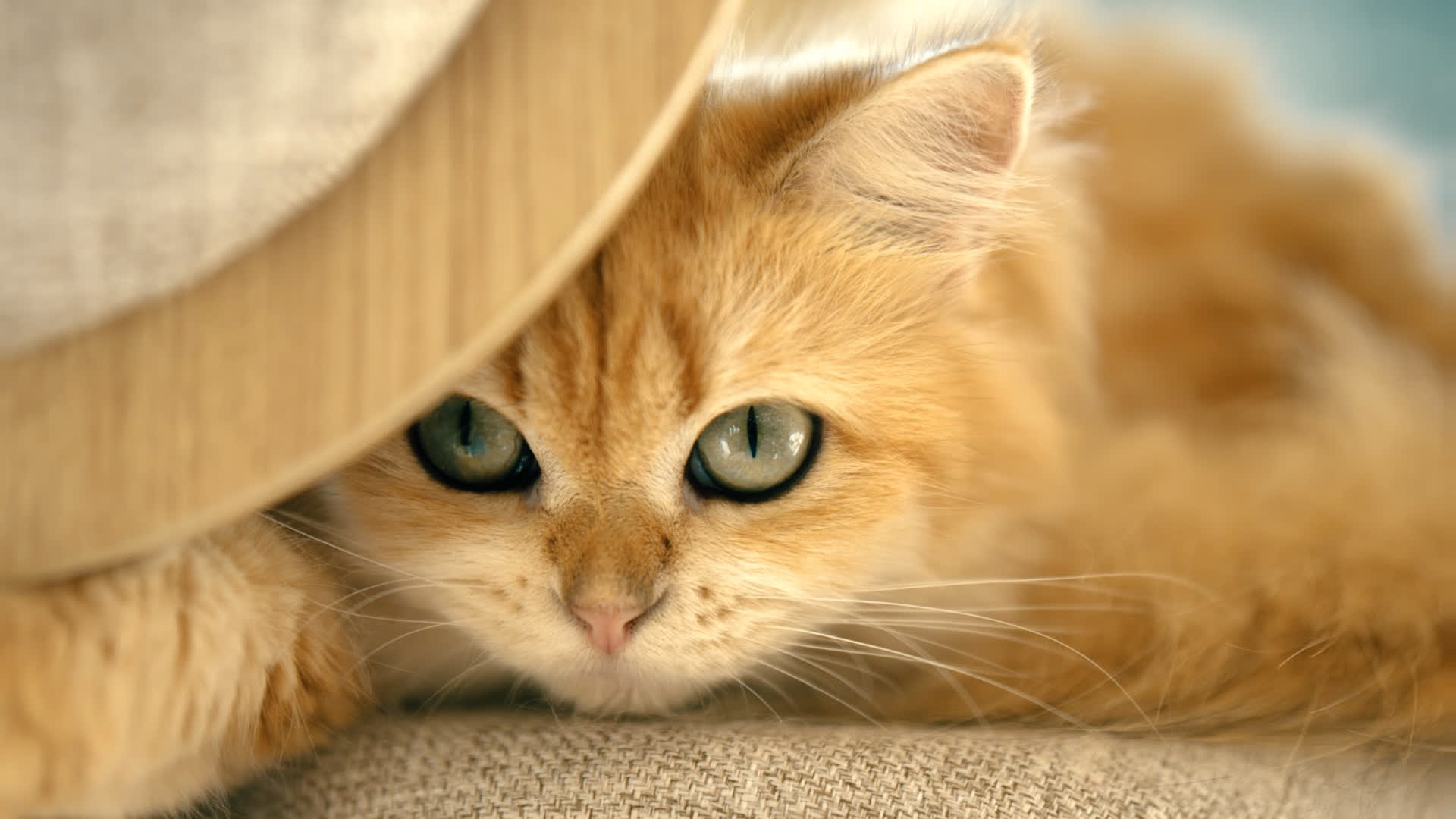 应用 LUT 后预览