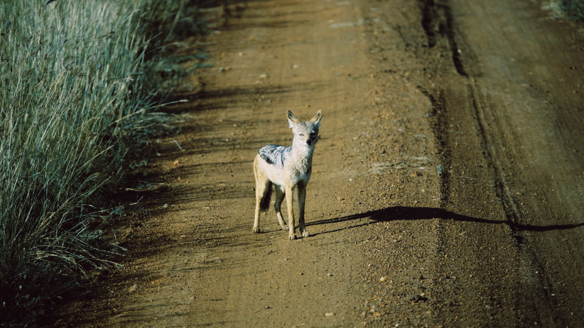 应用 LUT 后预览