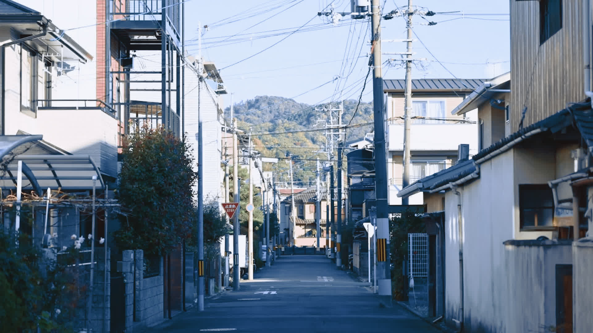 应用 LUT 后预览