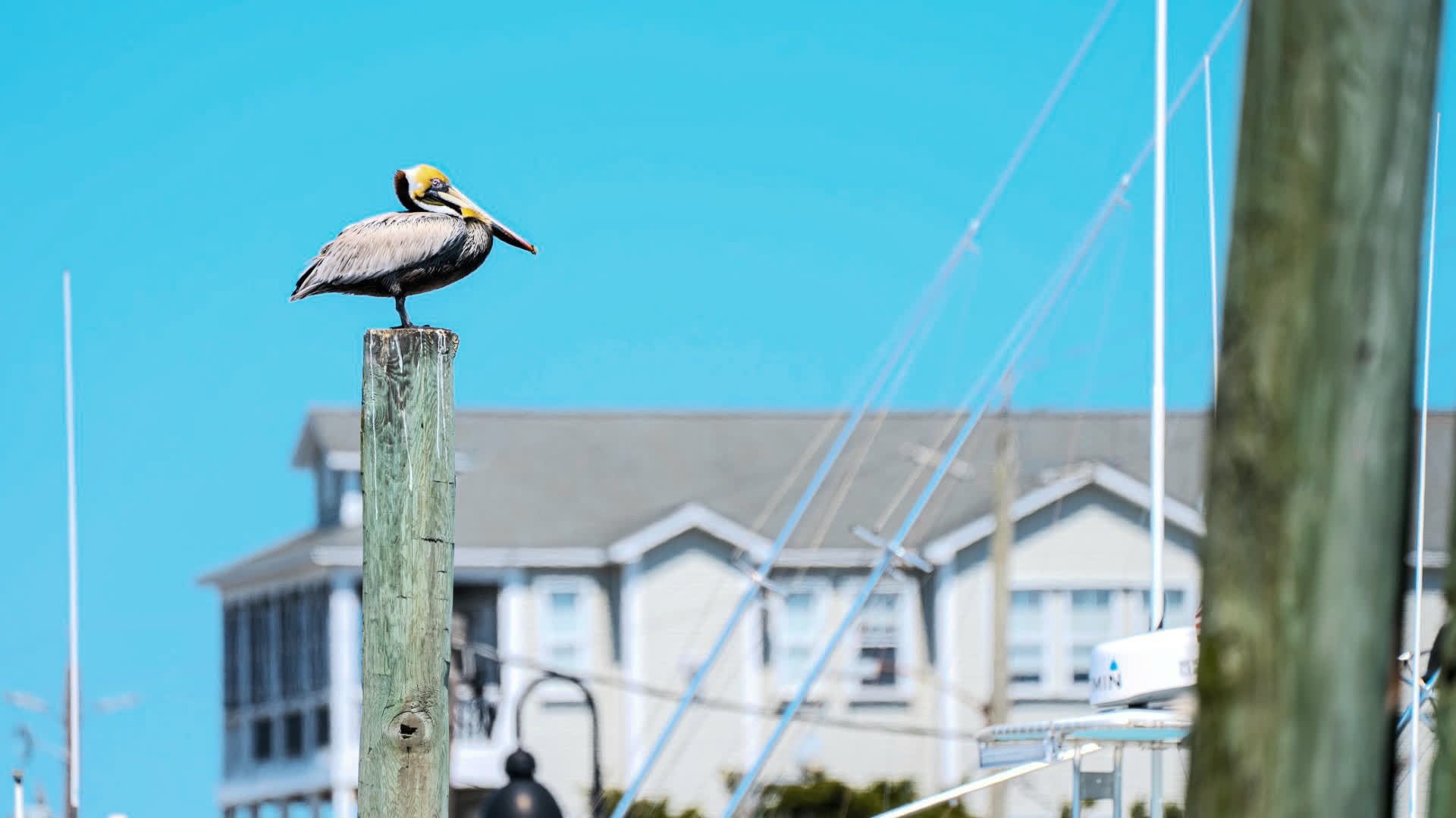 应用 LUT 后预览
