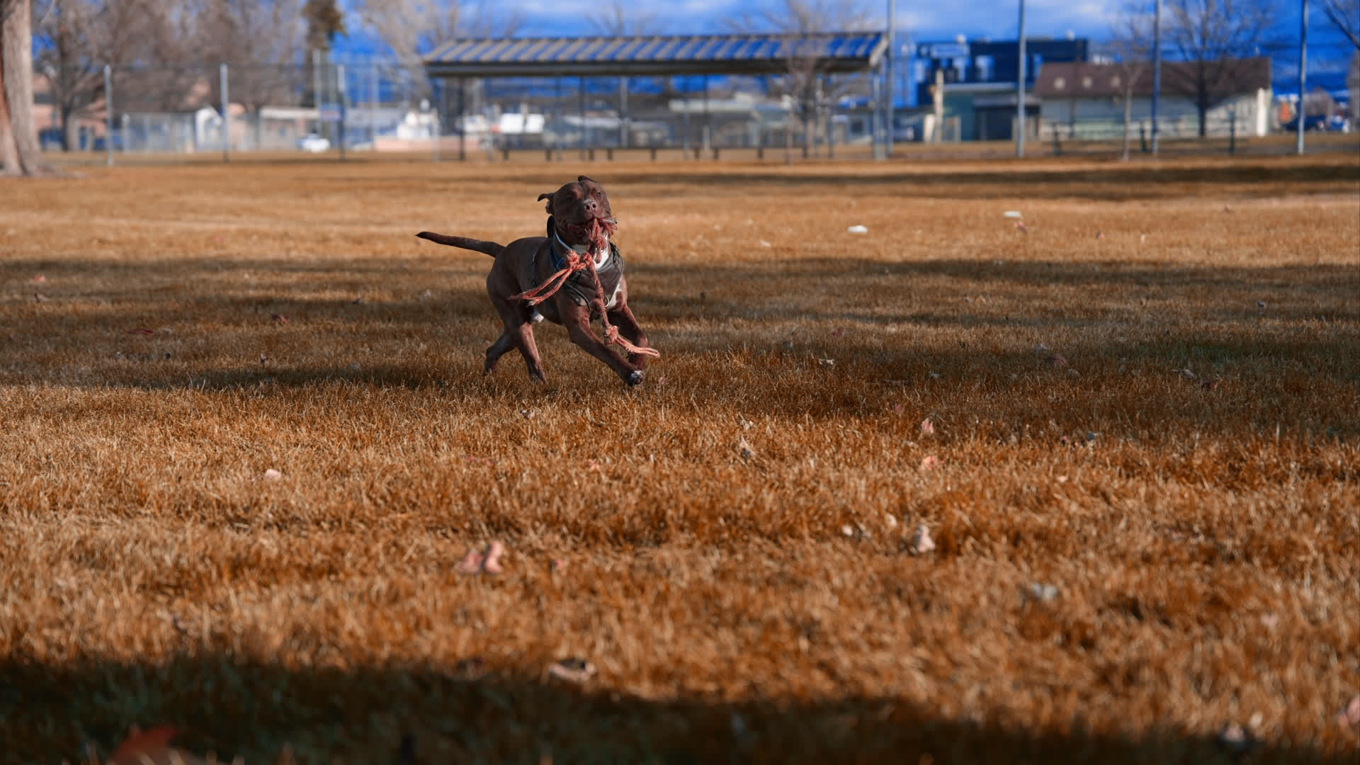应用 LUT 后预览