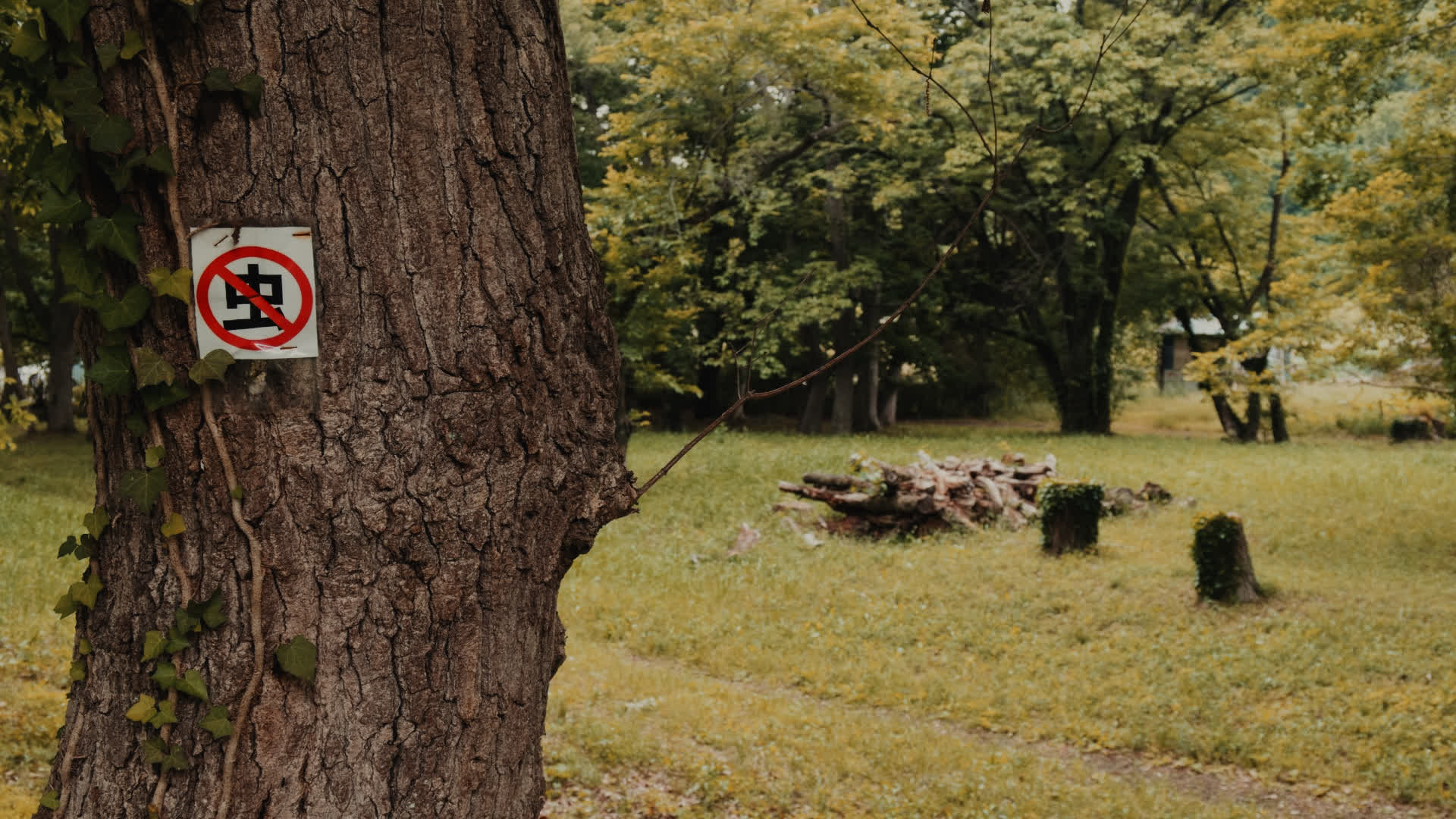 应用 LUT 后预览