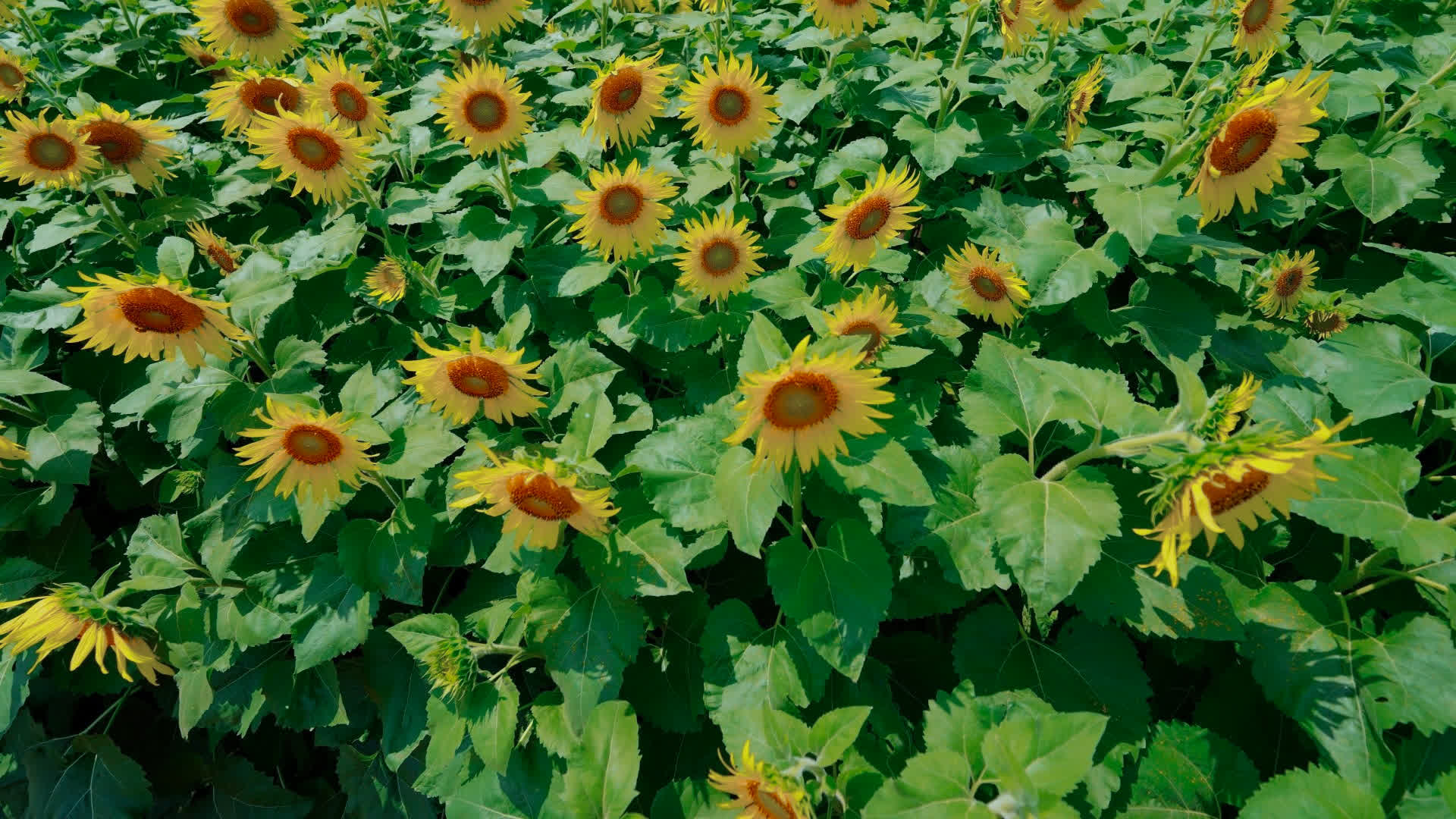 应用 LUT 后预览