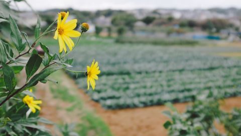 柯达 Portra 400 NC 4 ++