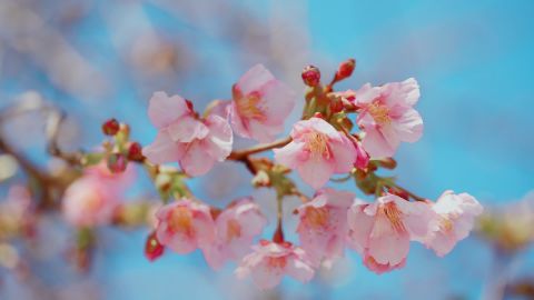 富士花卉Premium 400 Plus