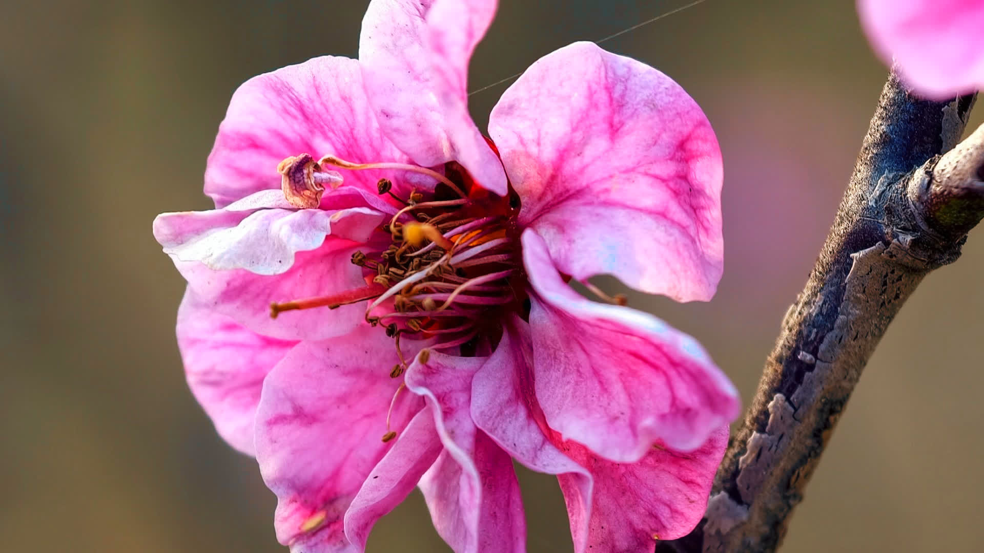 应用 LUT 后预览