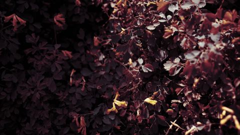 艺术外观 所有东西都是深红色的适用于神秘恐怖片