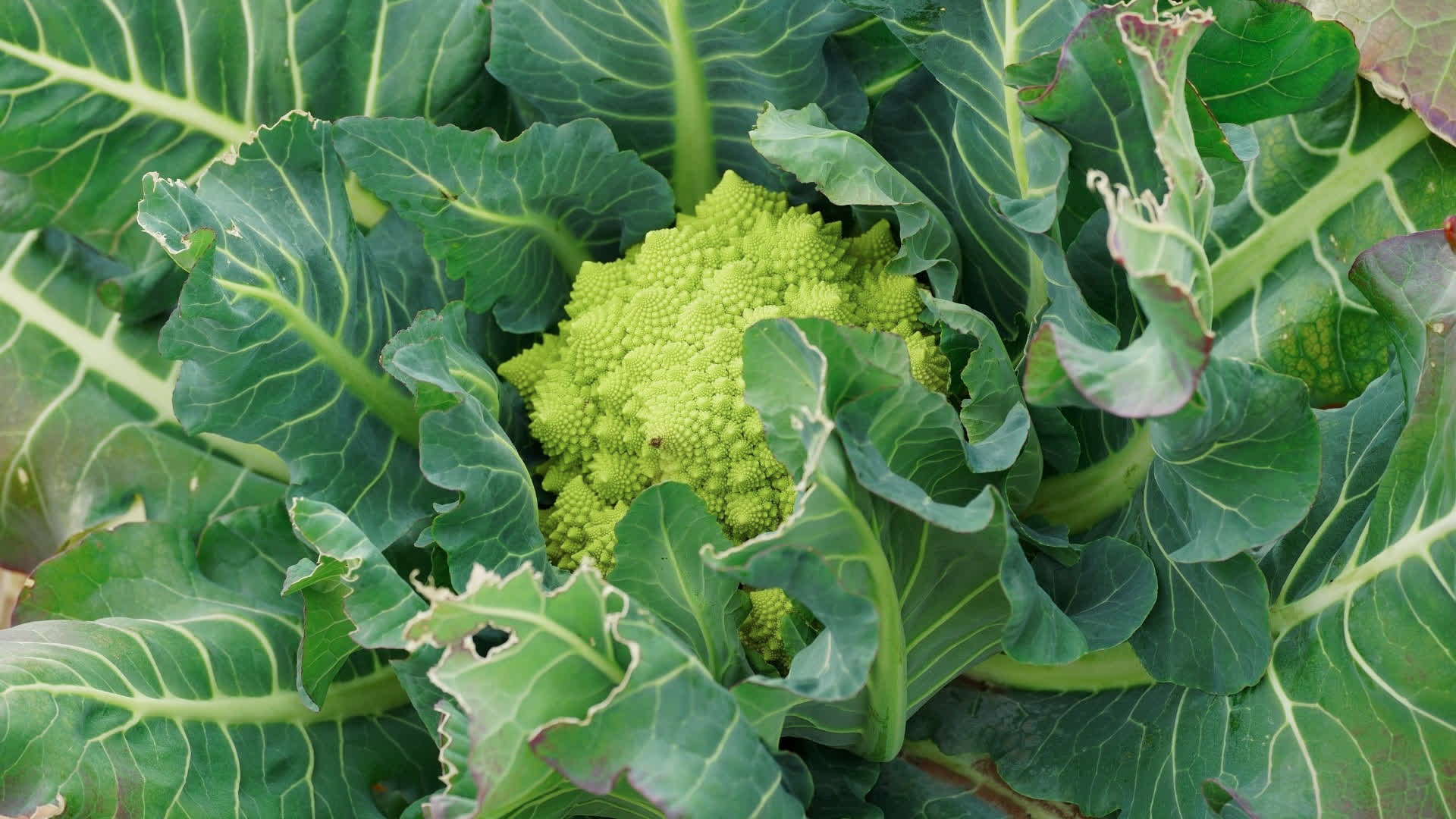 应用 LUT 后预览