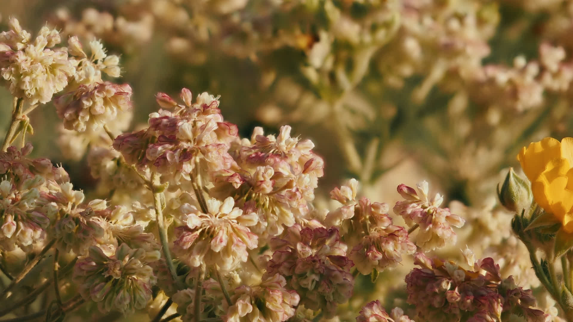 应用 LUT 后预览