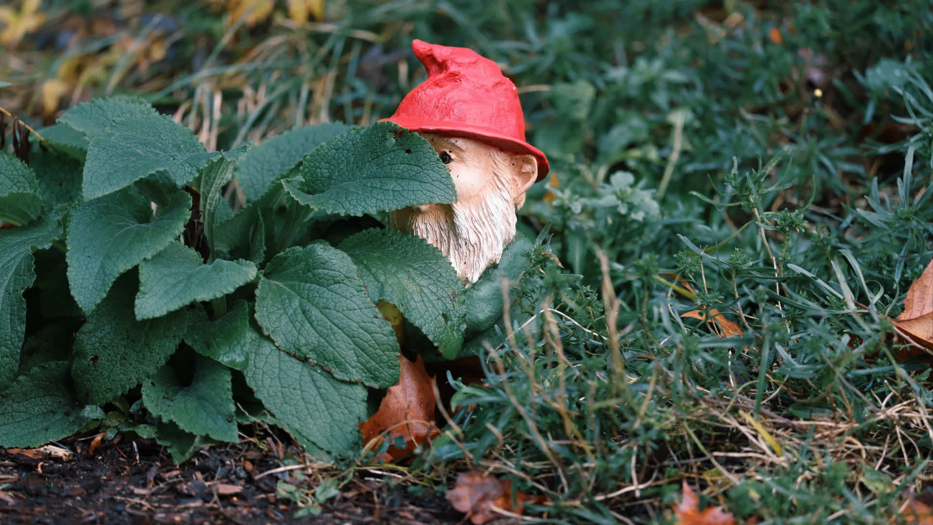 应用 LUT 后预览