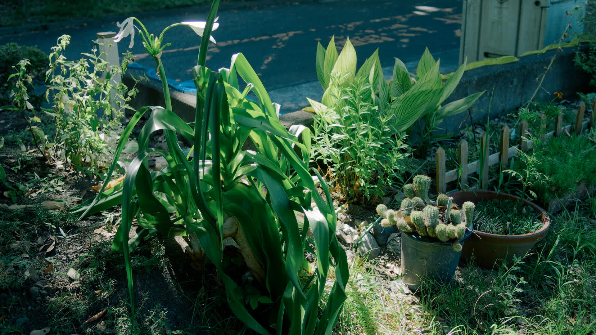 应用 LUT 后预览