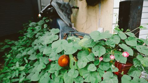 柯达 Portra 160 VC 4 ++