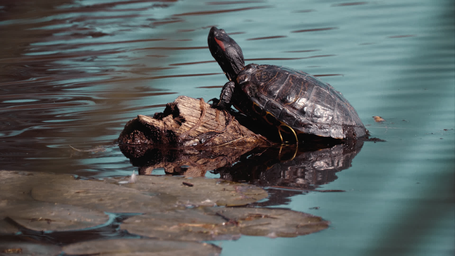 应用 LUT 后预览