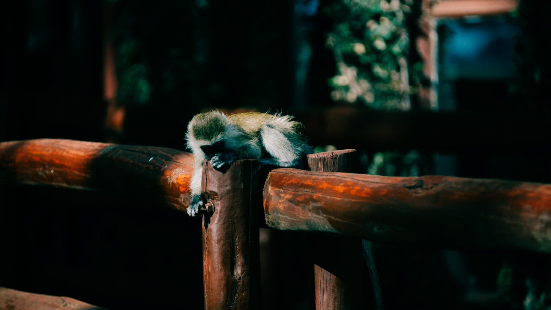 应用 LUT 后预览