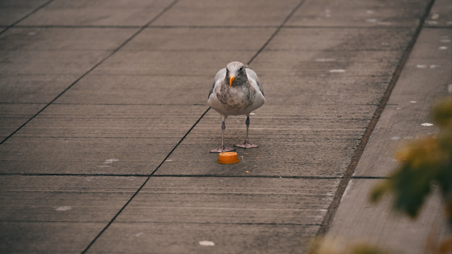 应用 LUT 后预览