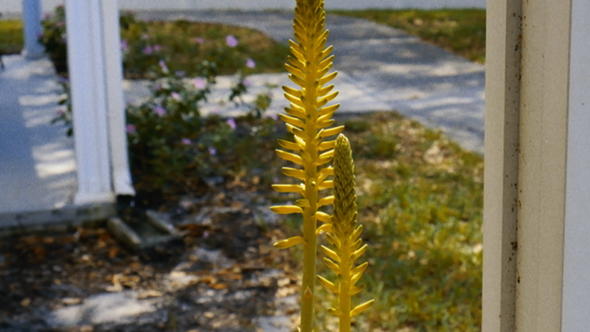 应用 LUT 后预览