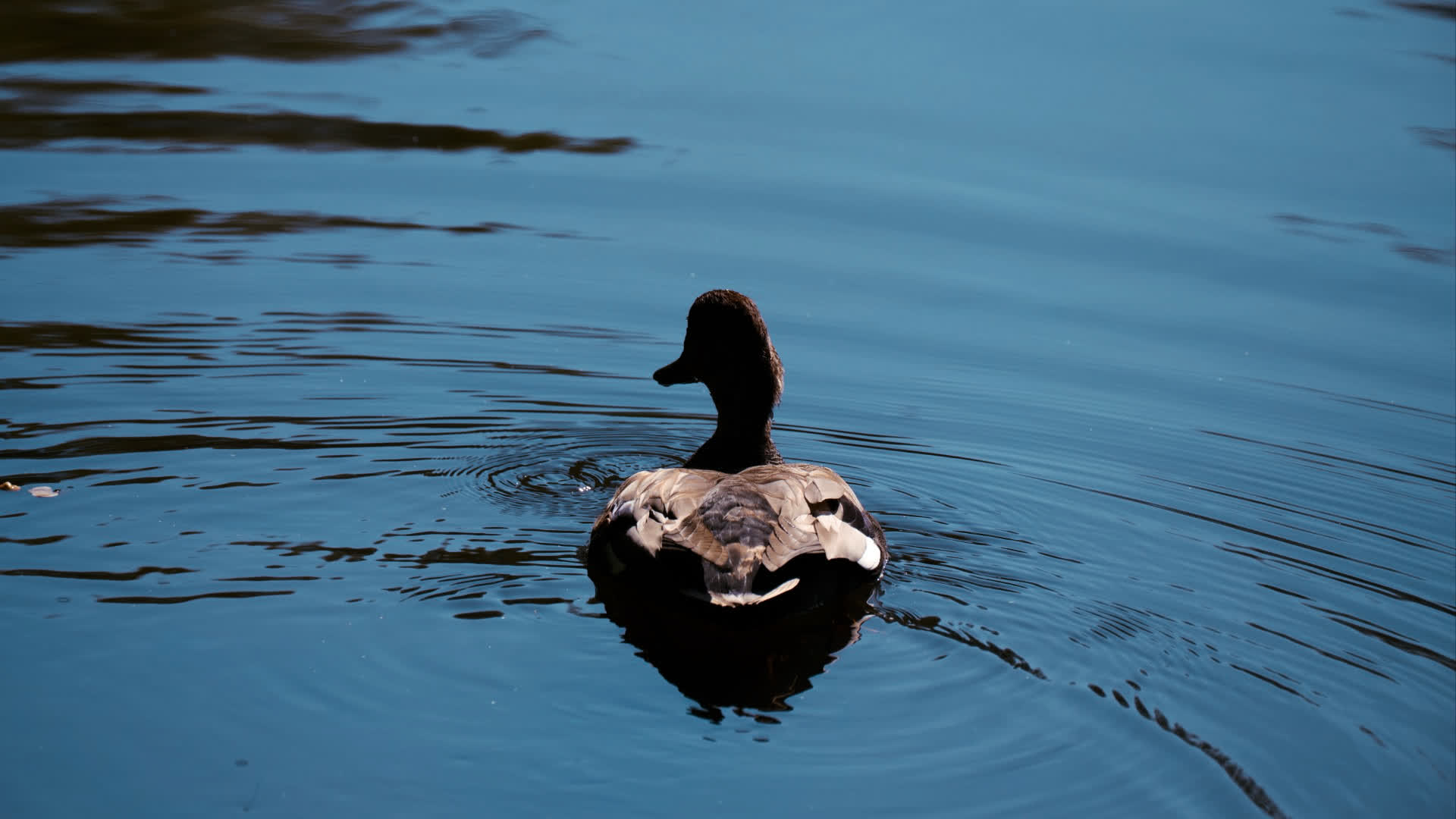 应用 LUT 后预览
