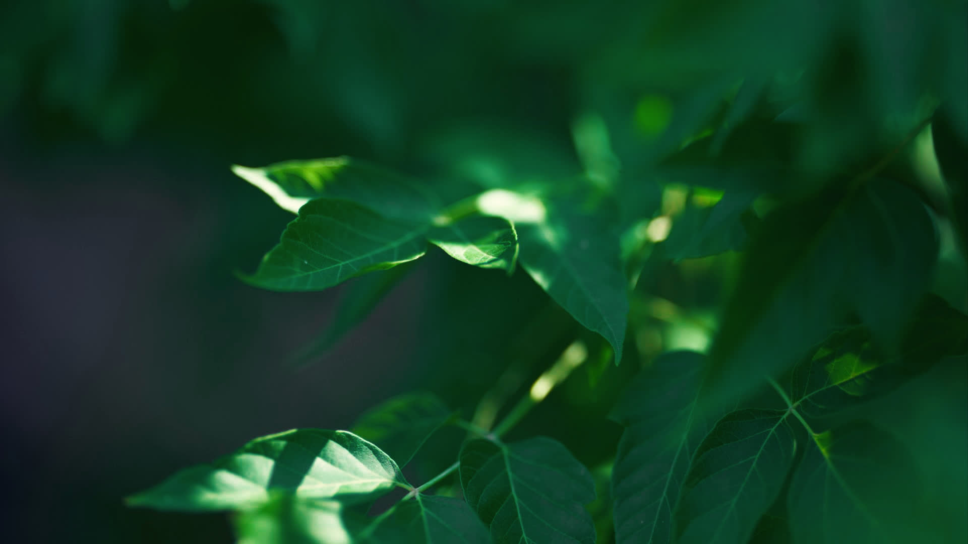 应用 LUT 后预览